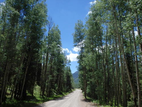 GDMBR: Climbing south on NF-250.